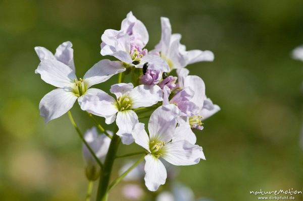 Wiesen-Schaumkraut, Cardamine pratensis, Brassicaceae, Blütenstände, Göttinger Wald, Göttingen, Deutschland