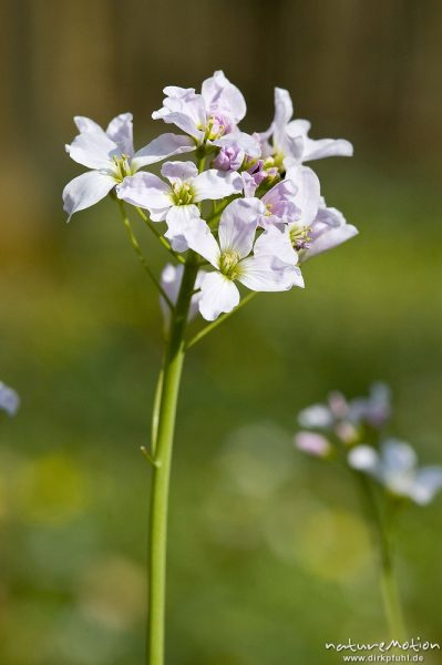 Wiesen-Schaumkraut, Cardamine pratensis, Brassicaceae, Blütenstände, Göttinger Wald, Göttingen, Deutschland