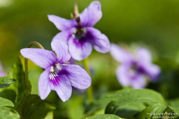 Veilchen (nur Gattung), Viola spec., Violaceae, Blüten, Göttinger Wald, Göttingen, Deutschland