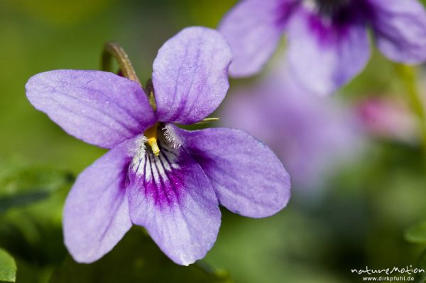 Veilchen (nur Gattung), Viola spec., Violaceae, Blüte, Göttinger Wald, Göttingen, Deutschland