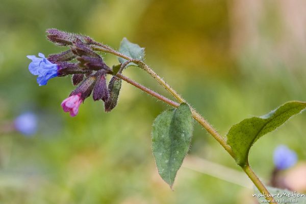 Echtes Lungenkraut, Pulmonaria officinalis, Boraginaceae, Göttinger Wald, Göttingen, Deutschland