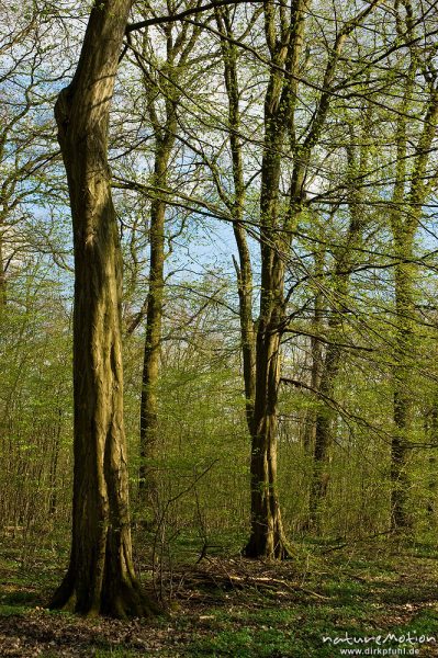 Hainbuche, Carpinus betulus, Betulaceae, Stämme mit gerade austreibendem Laub, Göttinger Wald, Göttingen, Deutschland