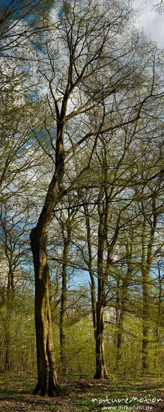 Hainbuche, Carpinus betulus, Betulaceae, Stämme mit gerade austreibendem Laub, Göttinger Wald, Göttingen, Deutschland