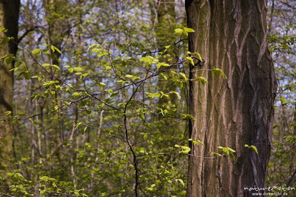 Hainbuche, Carpinus betulus, Betulaceae, frisches Laub vor Stamm mit charakteristischem Netzmuster, , Göttingen, Deutschland