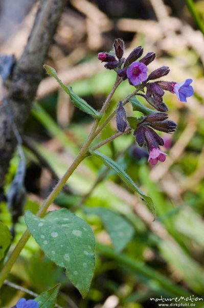 Echtes Lungenkraut, Pulmonaria officinalis, Boraginaceae, Göttinger Wald, Göttingen, Deutschland