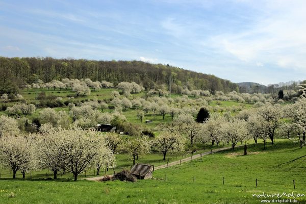 Kischplantage in voller Blüte, Witzenhausen, Deutschland