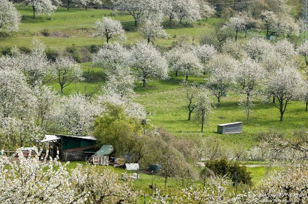 Kischplantage in voller Blüte, Witzenhausen, Deutschland