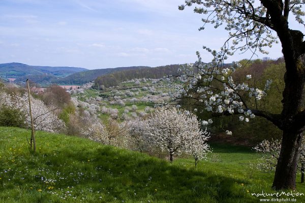 Kischplantage in voller Blüte, Witzenhausen, Deutschland