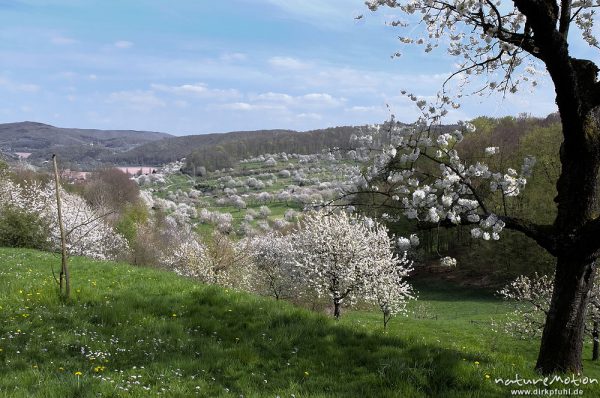 Kischplantage in voller Blüte, Witzenhausen, Deutschland