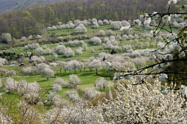 Kischplantage in voller Blüte, Witzenhausen, Deutschland