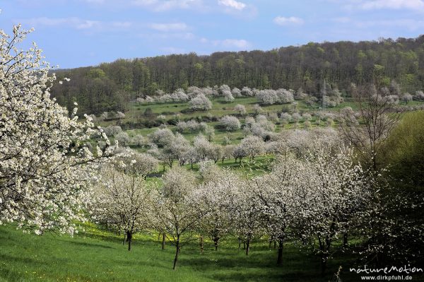 Kischplantage in voller Blüte, Witzenhausen, Deutschland