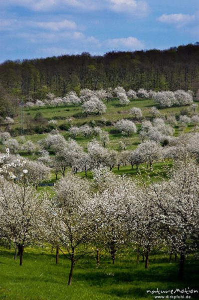 Kischplantage in voller Blüte, Witzenhausen, Deutschland