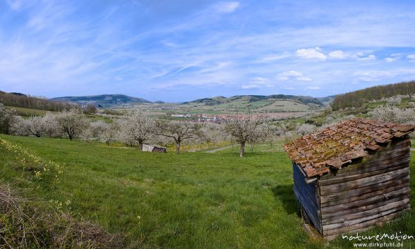 Kischplantage in voller Blüte, Witzenhausen, Deutschland