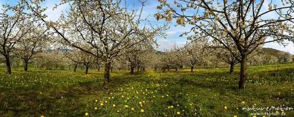 Kischplantage in voller Blüte, darunter blühender Löwenzahn, Witzenhausen, Deutschland