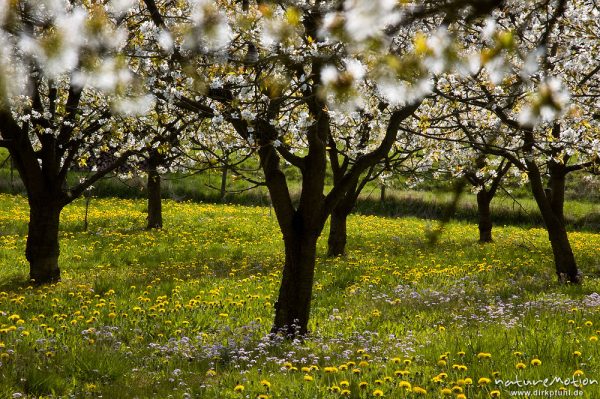 Kischplantage in voller Blüte, darunter blühender Löwenzahn, Witzenhausen, Deutschland