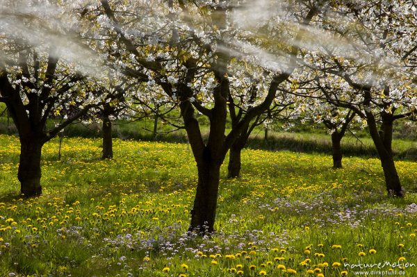 Kischplantage in voller Blüte, darunter blühender Löwenzahn, verwischte Bewegung der Zweige, Witzenhausen, Deutschland