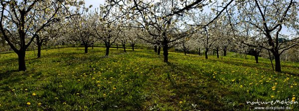 Kischplantage in voller Blüte, darunter blühender Löwenzahn, Witzenhausen, Deutschland