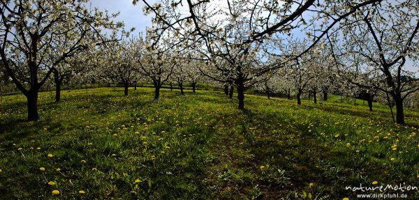 Kischplantage in voller Blüte, darunter blühender Löwenzahn, Witzenhausen, Deutschland