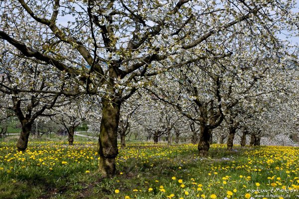 Kischplantage in voller Blüte, darunter blühender Löwenzahn, Witzenhausen, Deutschland