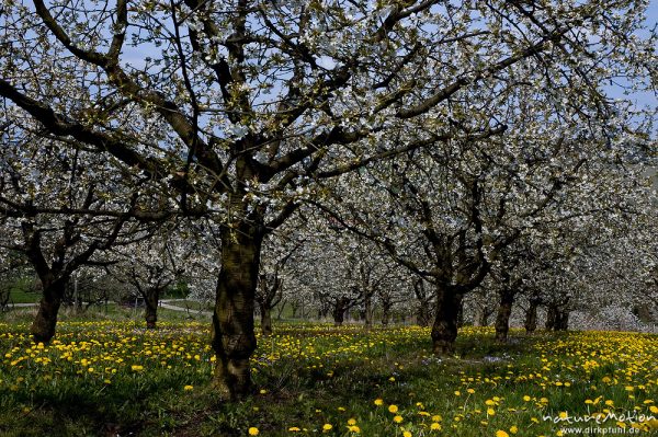 Kischplantage in voller Blüte, darunter blühender Löwenzahn, Witzenhausen, Deutschland