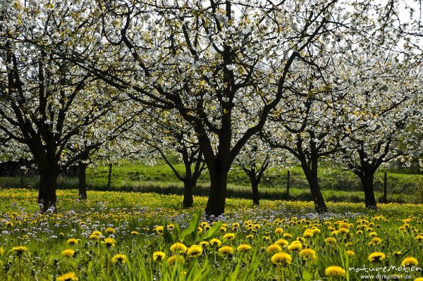 Kischplantage in voller Blüte, darunter blühender Löwenzahn, Witzenhausen, Deutschland