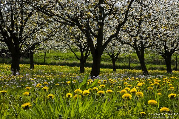 Kischplantage in voller Blüte, darunter blühender Löwenzahn, Witzenhausen, Deutschland