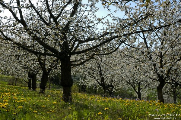 Kischplantage in voller Blüte, darunter blühender Löwenzahn, Witzenhausen, Deutschland