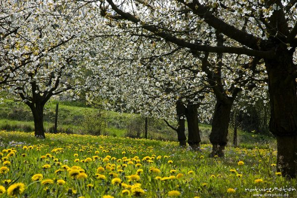 Kischplantage in voller Blüte, darunter blühender Löwenzahn, Witzenhausen, Deutschland