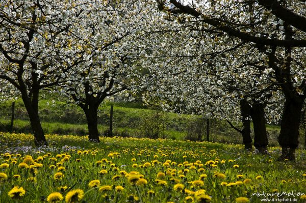 Kischplantage in voller Blüte, darunter blühender Löwenzahn, Witzenhausen, Deutschland