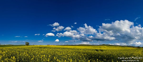 Rapsfeld, blühend, darüber Wolken an blauem Himmel, Ballenhausen bei Göttingen, Deutschland