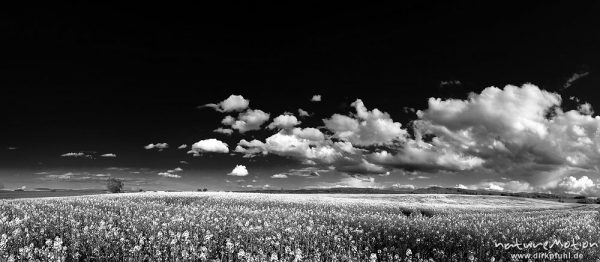 Rapsfeld, blühend, darüber Wolken an blauem Himmel, Ballenhausen bei Göttingen, Deutschland