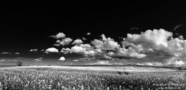 Rapsfeld, blühend, darüber Wolken an blauem Himmel, Ballenhausen bei Göttingen, Deutschland