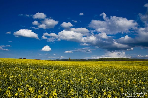 Rapsfeld, blühend, darüber Wolken an blauem Himmel, Ballenhausen bei Göttingen, Deutschland