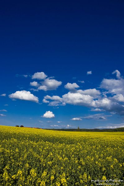 Rapsfeld, blühend, darüber Wolken an blauem Himmel, Ballenhausen bei Göttingen, Deutschland