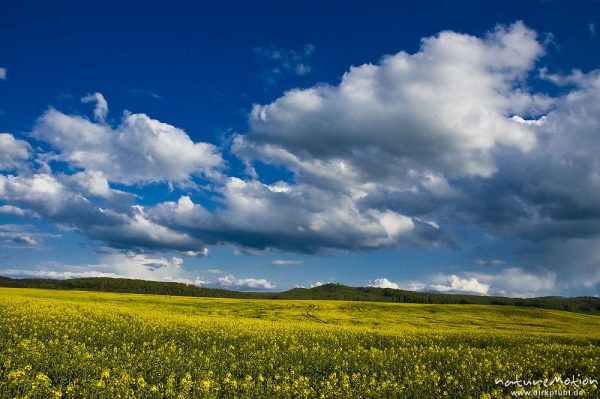 Rapsfeld, blühend, darüber Wolken an blauem Himmel, Ballenhausen bei Göttingen, Deutschland