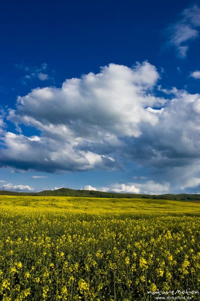 Rapsfeld, blühend, darüber Wolken an blauem Himmel, Ballenhausen bei Göttingen, Deutschland