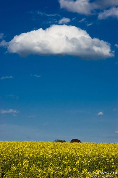 Wolke über blühendem Rapsfeld, Ballenhausen bei Göttingen, Deutschland