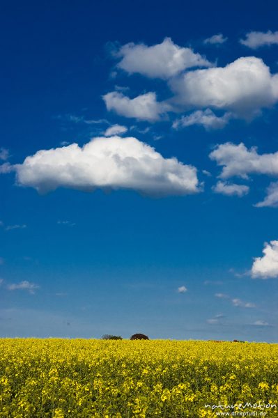 Wolke über blühendem Rapsfeld, Ballenhausen bei Göttingen, Deutschland