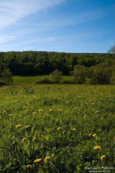 Fettweide mit Löwenzahn, Weisswassertal, Göttingen, Deutschland