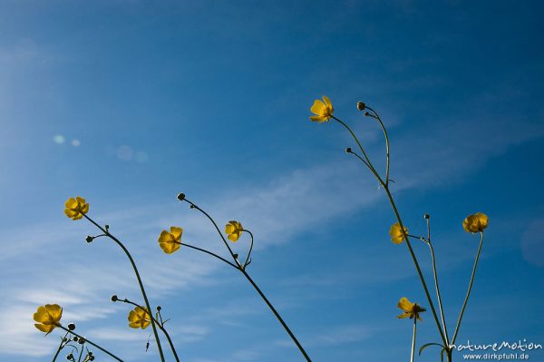 Hahnenfuß, Ranunculus spec., Ranunculaceae, Blüten gegen blauen Himmel, Göttingen, Deutschland