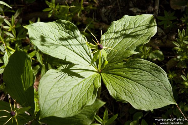 Vierblättrige Einbeere, Paris quadrifolia, Germergewächse (Melanthiaceae), Fruchtstand und Laubblätter, Ufer, Weisswassertal, Göttingen, Deutschland