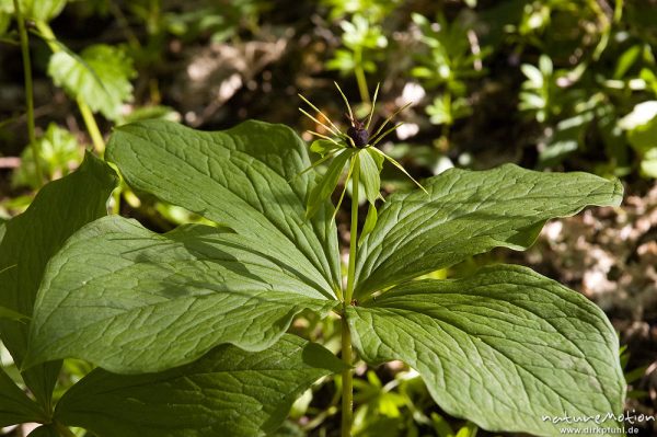 Vierblättrige Einbeere, Paris quadrifolia, Germergewächse (Melanthiaceae), Fruchtstand und Laubblätter, Ufer, Weisswassertal, Göttingen, Deutschland