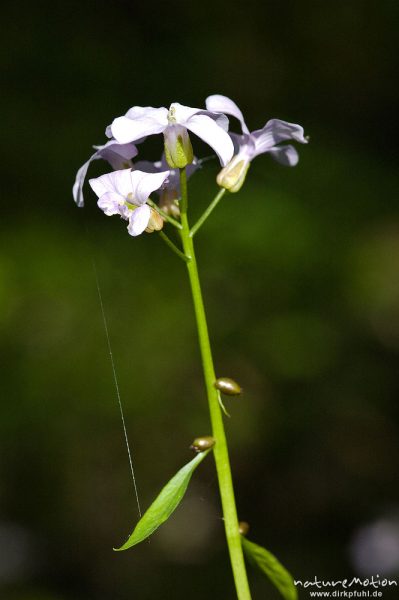 Zwiebeltragende Zahnwurz, Dentaria bulbefera, Kreuzblütengewächse (Brassicaceae), Blütenstand, Buchenwald, Weisswassertal, Göttingen, Deutschland