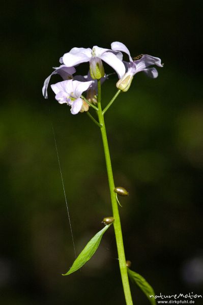 Zwiebeltragende Zahnwurz, Dentaria bulbefera, Kreuzblütengewächse (Brassicaceae), Blütenstand und Stengel, Buchenwald, Weisswassertal, Göttingen, Deutschland