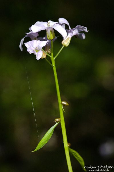 Zwiebeltragende Zahnwurz, Dentaria bulbefera, Kreuzblütengewächse (Brassicaceae), Blütenstand und Stengel, Buchenwald, Weisswassertal, Göttingen, Deutschland