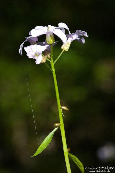 Zwiebeltragende Zahnwurz, Dentaria bulbefera, Kreuzblütengewächse (Brassicaceae), Blütenstand und Stengel, Buchenwald, Weisswassertal, Göttingen, Deutschland