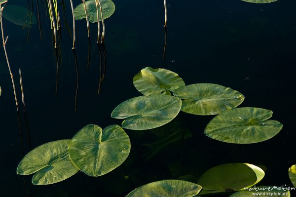 Seerose, Nymphaea alba, Nymphaeaceae, Blätter auf dunklem Wasser im Abendlicht, Seeburger See, Deutschland