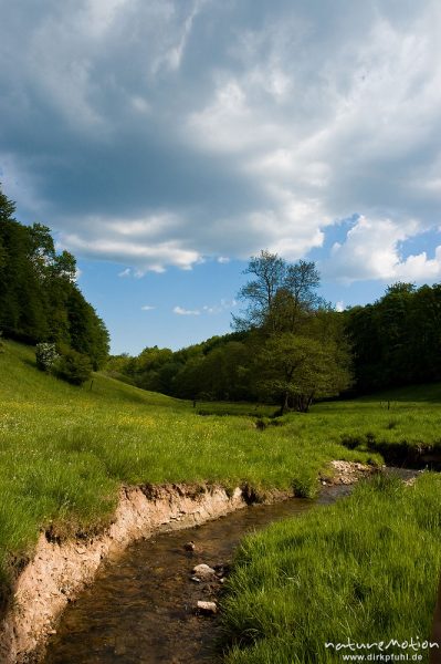 Bachlauf durch Weiden, Tal der Kobbeke, Hardegsen bei Göttingen, Deutschland