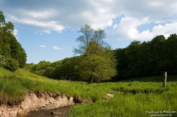 Bachlauf durch Weiden, Tal der Kobbeke, Hardegsen bei Göttingen, Deutschland