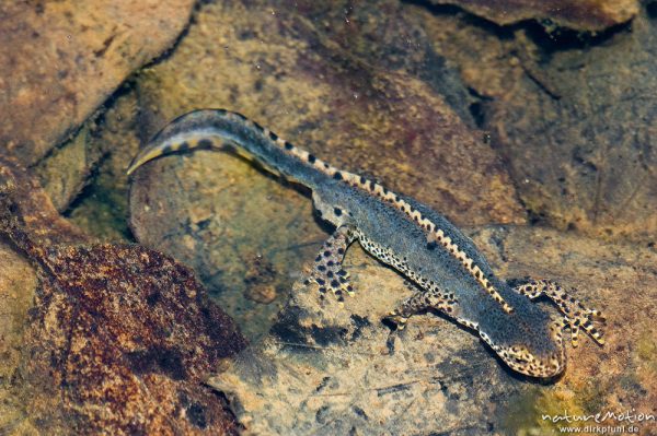 Bergmolch, Triturus alpestris, Echte Salamander (Salamandrinae), Männchen mit Balzfärbung, in Wagenspur auf Waldweg, Göttinger Wald, Göttingen, Deutschland